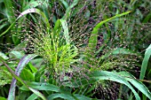 PANNICUM ELEGANS FROSTED EXPLOSION