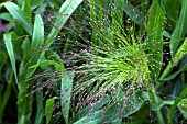 PANNICUM ELEGANS FROSTED EXPLOSION