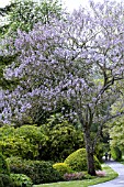 PAULOWNIA TOMENTOSA