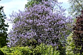 PAULOWNIA TOMENTOSA