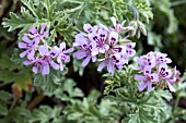 PELARGONIUM LADY PLYMOUTH