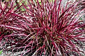 PENNISETUM FIREWORKS