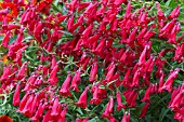 PENSTEMON FIREBIRD (SCHOENHOLZERI)