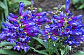 PENSTEMON HUMMING BELLS