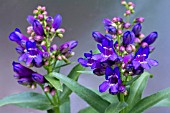 PENSTEMON HUMMING BELLS