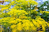 PEUCEDANUM GRAVEOLENS MARISKA