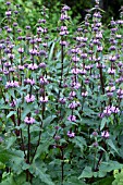 PHLOMIS TUBEROSA AMAZONE