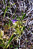 PINGUICULA VULGARIS