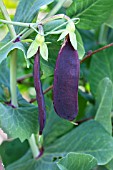 PISUM SATIVUM MANGETOUT SHIRAZ