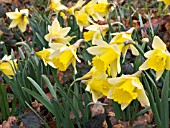 NARCISSUS PSEUDONARCISSUS (LENT LILY)