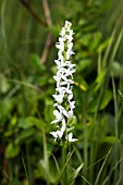 PLATANTHERA DILITATA