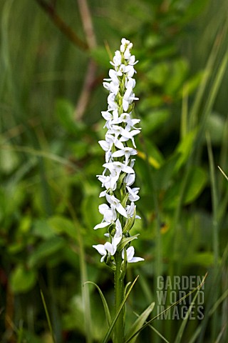 PLATANTHERA_DILITATA