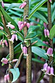 POLYGONATUM CURVISTYLUM