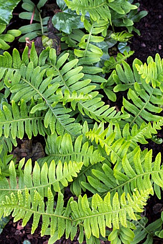 POLYPODIUM_VULGARE