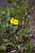 POTENTILLA DIVERSIFOLIA