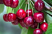 PRUNUS AVIUM LAPINS