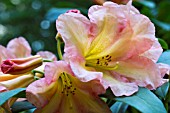 RHODODENDRON IRENE DUNN