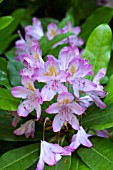 RHODODENDRON PONTICUM HYBRID