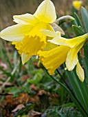 NARCISSUS PSEUDONARCISSUS (LENT LILY)