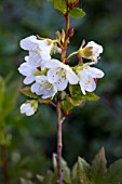 RHODODENDRON ALBIFLORA