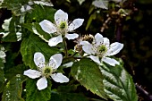 RUBUS  FRUITICOSA KARAKA BLACK