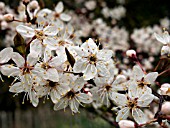 PRUNUS SPINOSA (SLOE,  BLACKTHORN)