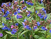 PULMONARIA HIGHDOWN (LUNGWORT)