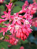 RIBES SANGUINEUM (FLOWERING CURRANT)