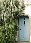 ROSMARINUS OFFICINALIS (ROSEMARY)