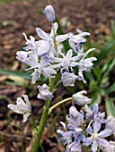 SCILLA MESSENAICA