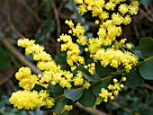 ACACIA PARVISSIMA (OVENS WATTLE)