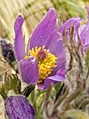 PULSATILLA VULGARIS (PASQUEFLOWER)
