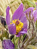 PULSATILLA VULGARIS (PASQUEFLOWER)