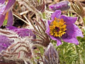 PULSATILLA VULGARIS (PASQUEFLOWER)