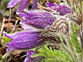 PULSATILLA VULGARIS (PASQUEFLOWER)