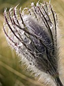 PULSATILLA VULGARIS BUD (PASQUEFLOWER)