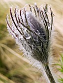 PULSATILLA VULGARIS BUD (PASQUEFLOWER)