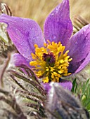 PULSATILLA VULGARIS (PASQUEFLOWER)