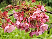 PRUNUS KURSAR (ORNAMENTAL CHERRY)