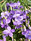 VIOLA HIRTA (HAIRY VIOLET)