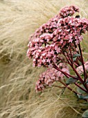 SEDUM TELEPHIUM MATRONA