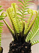 BLECHNUM GIBBUM