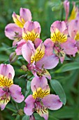 ALSTROEMERIA PARIGO CHARM