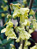 CORYLOPSIS PAUCIFLORA