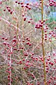 ASPARAGUS OFFICINALIS CONNOVERS COLOSSAL