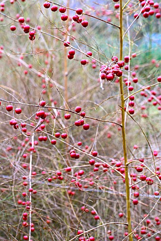 ASPARAGUS_OFFICINALIS_CONNOVERS_COLOSSAL