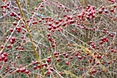 ASPARAGUS OFFICINALIS CONNOVERS COLOSSAL