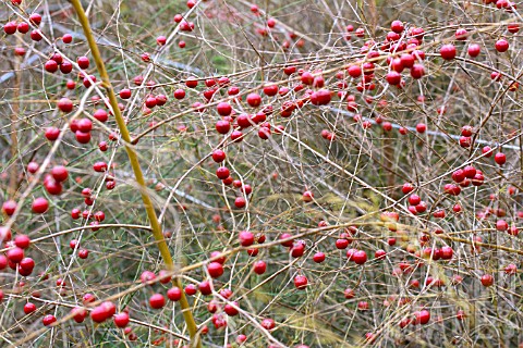 ASPARAGUS_OFFICINALIS_CONNOVERS_COLOSSAL