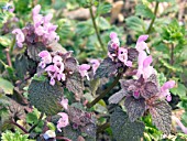 LAMIUM PURPUREUM (RED DEAD NETTLE)