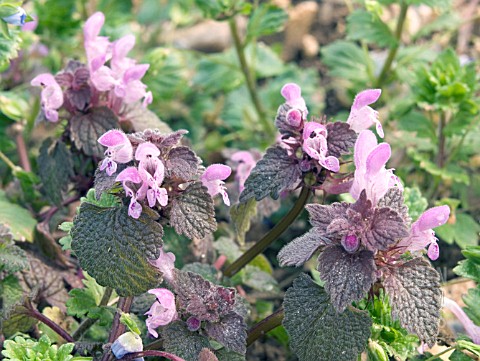 LAMIUM_PURPUREUM_RED_DEAD_NETTLE